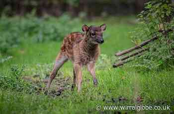 Rare baby deer is seen for first time at Chester Zoo