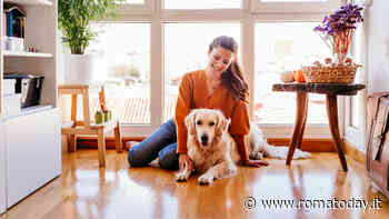 Il tuo cane scivola sul pavimento? Le cause e le soluzioni per aiutarlo