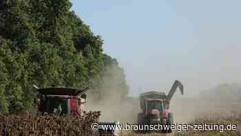 Ukrainische Bauern bleiben auf der Ernte sitzen