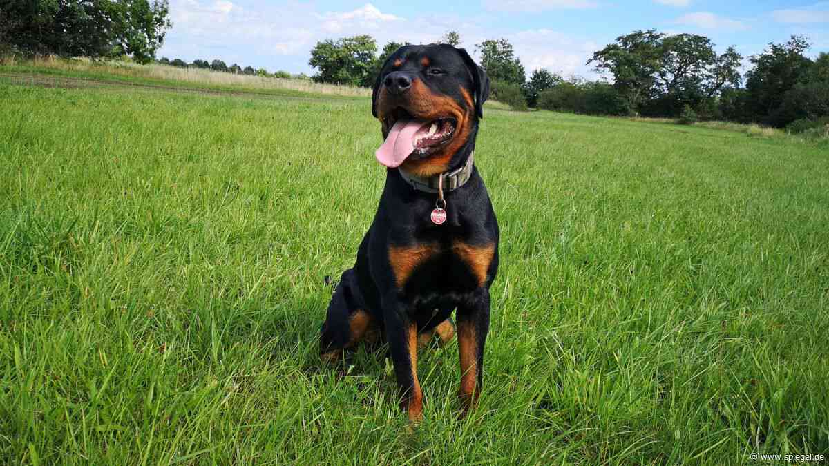 Österreich: Staatsanwaltschaft ermittelt nach tödlichem Hundeangriff - 52-Jährige gestorben