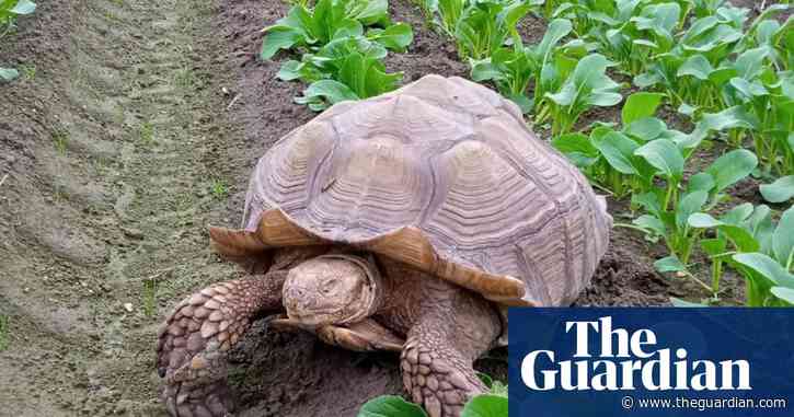 Giant tortoise named Frank the Tank seeks new home for next 100 years