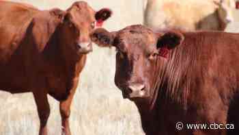 Cattle theft an ongoing problem for Sask. producers