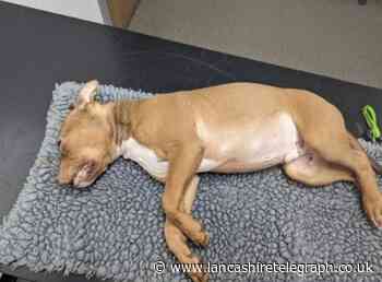 Dudley Payne tortured American Bully, Rocko, to death