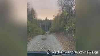 White moose mama, baby captured on video in northern Ontario