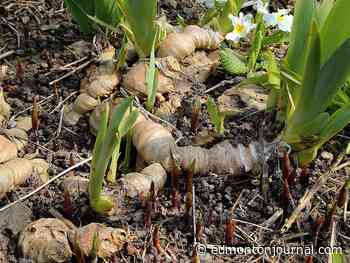 GROWING THINGS: How to navigate seasonal shifts in the garden