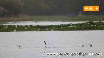 Trotz aller Aufregung: Am Plessenteich bei Gerlenhofen wird weiter gejagt
