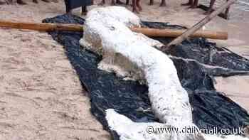 Mysterious 'mermaid globster' washes up in Papua New Guinea - and experts say it's 'anyone's guess' what it is