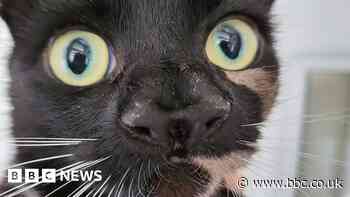 Cat with two noses a real rarity, vet says