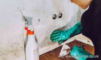 'I grew up in a mouldy house that made me sick - this is how I keep a mould free home now'