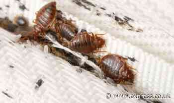 ‘Distinctive’ bed bug feature that easily separates them apart from fleas and ticks