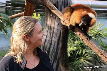 Der Frosch pfeift auf die Tropen-Technik