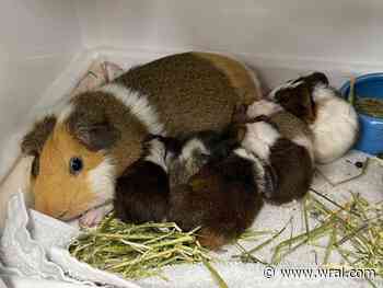 Guinea pig mother gives birth to 10 pups at SPCA of Wake County