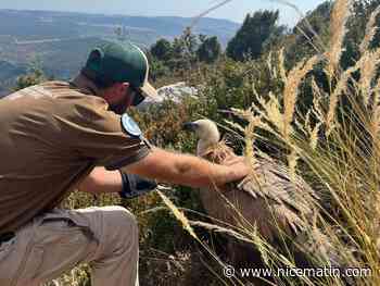 Un bébé vautour sauvé dans le parc du Verdon