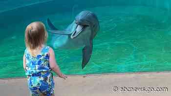 WATCH:  Dolphin delights toddler by stopping for 'chat' at aquarium