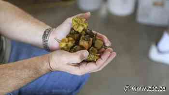 Canadian growers eager to get their hands on hottest new chili pepper in the world