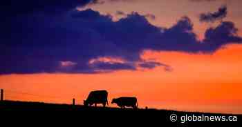 Alberta livestock producers affected by drought to receive support to offset costs