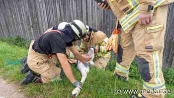 Tierischer Notfall: Feuerwehr und „Schwanenflüsterer“ retten gemeinsam verletzten Schwan