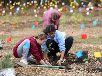 'Little Forests' project coming to fruition at Kingston Seniors Centre