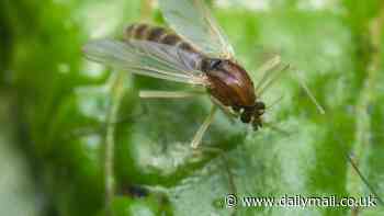 CDC warns pet DOGS could start spreading new deadly flesh-eating parasite to humans in the US