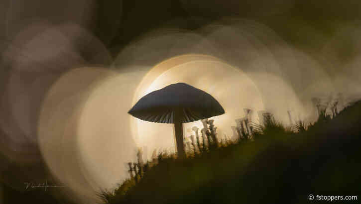 Tips and Ideas for Photographing Mushrooms Without a Macro Lens