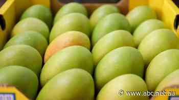 Mango prices on rise in WA as harvest yields fall by more than half across Australia's Top End