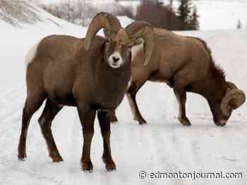 Wardens seek witnesses, video after two bighorn sheep beheaded in Jasper National Park