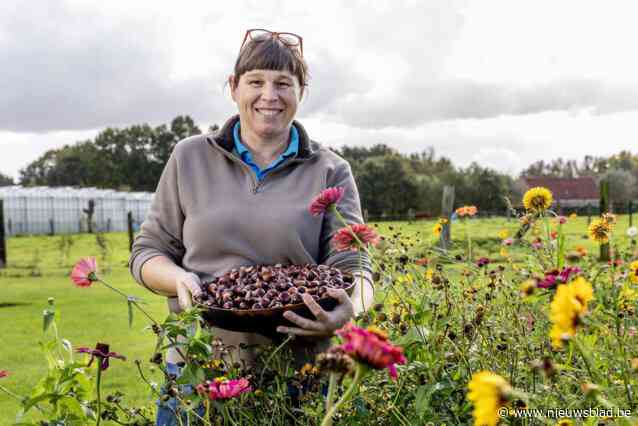 Smullen van wat je in de natuur vindt met Moeke Marleen: “Kastanjes vallen nu met duizenden naar beneden, dus maak er iets mee!”