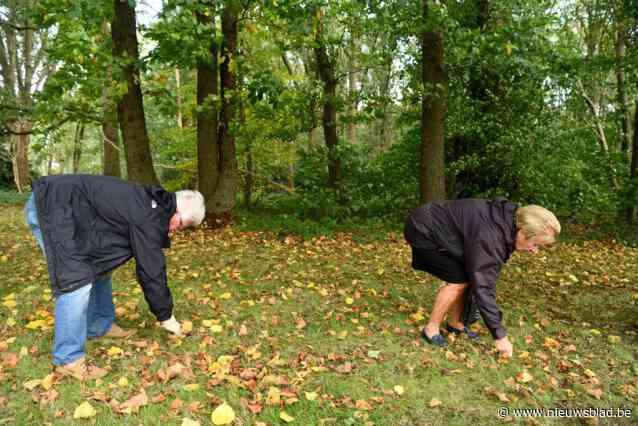 In openbare bossen kastanjes rapen mag niet, maar wie niet overdrijft riskeert geen boete: tot 250 gram wordt gedoogd