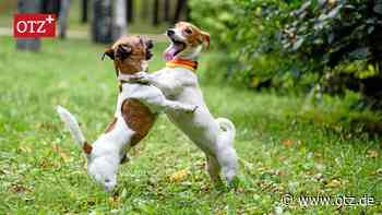 Da tanzt der Hund vor Freude in Jena
