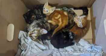 Badly-injured cat and her four kittens found abandoned at side of A1079