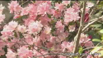 Local experts say climate change is leading to longer, more intense allergy seasons in Minnesota