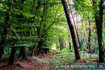Grüne wollen Gabelhorst-Wald in Espelkamp schützen