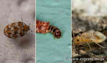 Forget bed bugs - these three lesser-known insects are already in your home