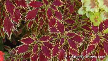 Proctor's Garden: Save your plants now