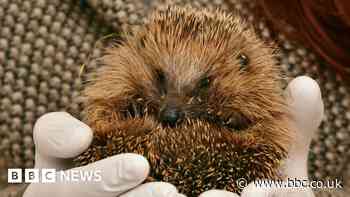 Yate Hedgehog Rescue workers 'manic' and 'at capacity'