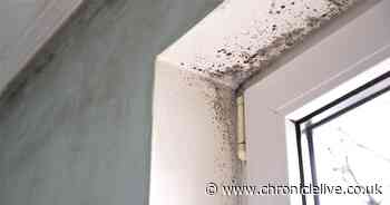 Expert explains one thing you should do every morning to prevent mould in your home