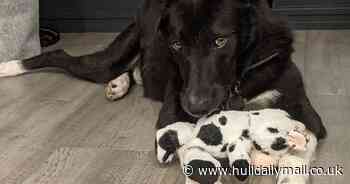 Loyal Bobbie is too scared to go on a proper walk. Can you give him a forever home in Hull?