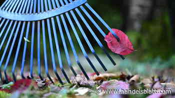 Steuererklärung: Hilfe bei der Gartenpflege: So setzen Sie Arbeiten rund ums Haus von der Steuer ab