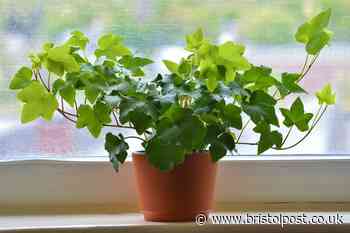 Common houseplants that can cause pain, breathing problems and vomiting