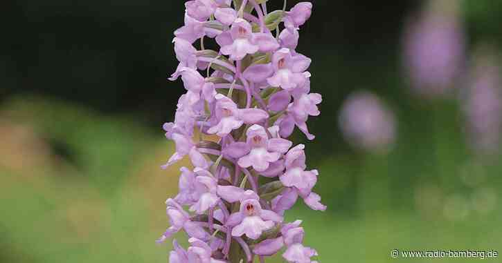 Mücken-Händelwurz ist «Orchidee des Jahres 2024»