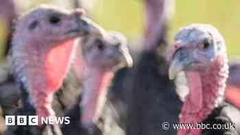 Christmas hope for turkey farmers as bird flu cases drop