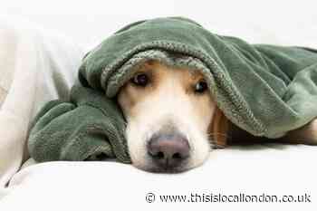 Fireworks: Vet's tips to keep dogs calm this Bonfire Night