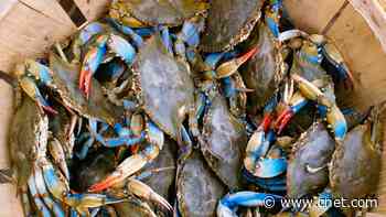 Best Internet Providers in Maryland     - CNET