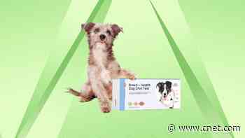 Learn About Your Pup With This $85 DNA Test Kit for Dogs From Basepaws (Save $64)     - CNET