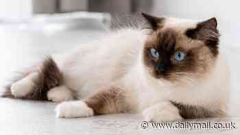 How old your cat REALLY is: The biological calculator that reveals your kitty's 'true age'