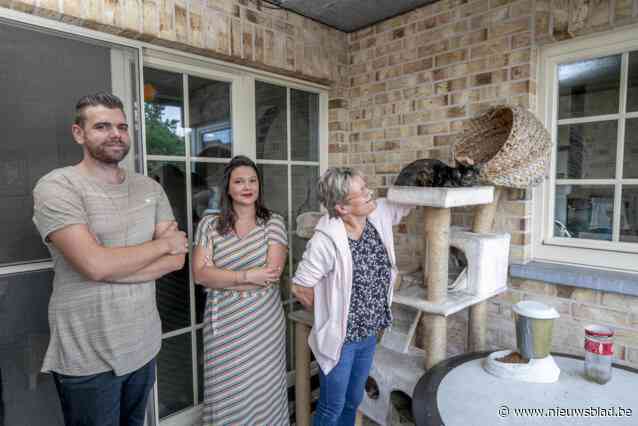 Poezencentrale stopt met noodmeldingen en zwerfkattenproject: “We blijven katjes opvangen, maar botsen tegen onze grenzen”