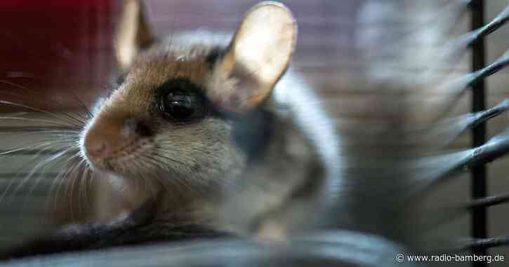 Beweis-Foto: Gartenschläfer lebt noch im Bayerischen Wald