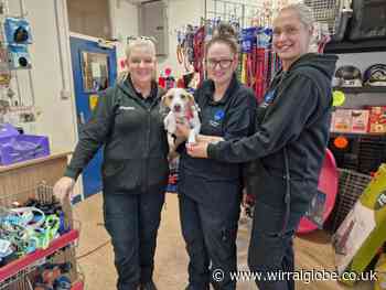 Friends of Birkenhead Kennels experiences 'busiest time ever'