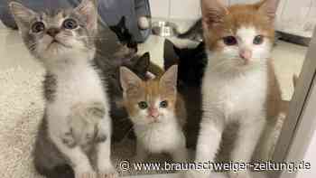 Kitten-Alarm im Tierheim Salzgitter - Wer gibt ihnen ein Zuhause?