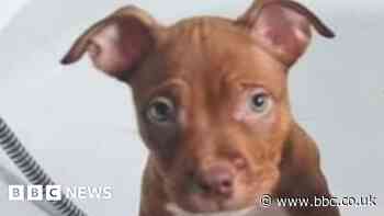 Man who tortured American bully puppy to death jailed